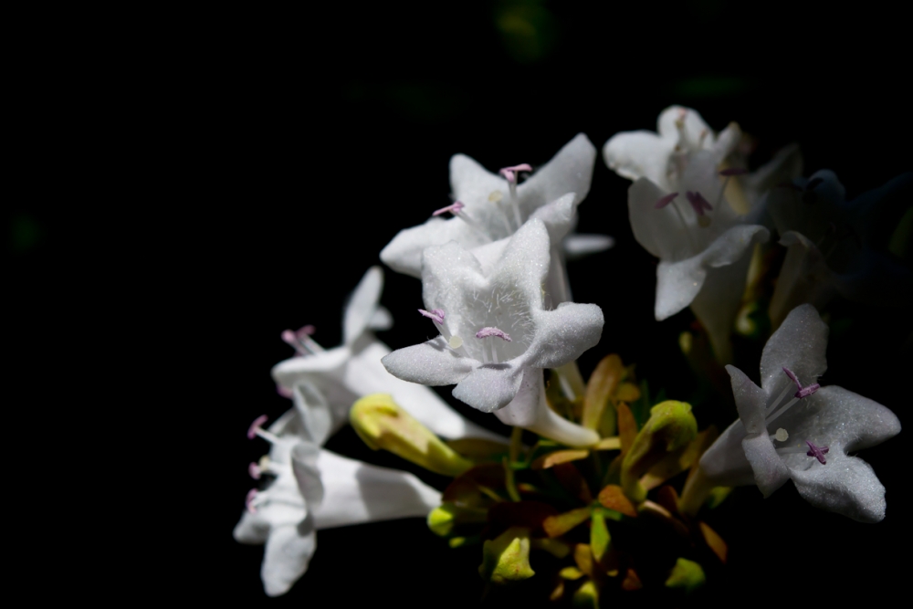 "Pequeas Florcitas" de Hctor Fassi