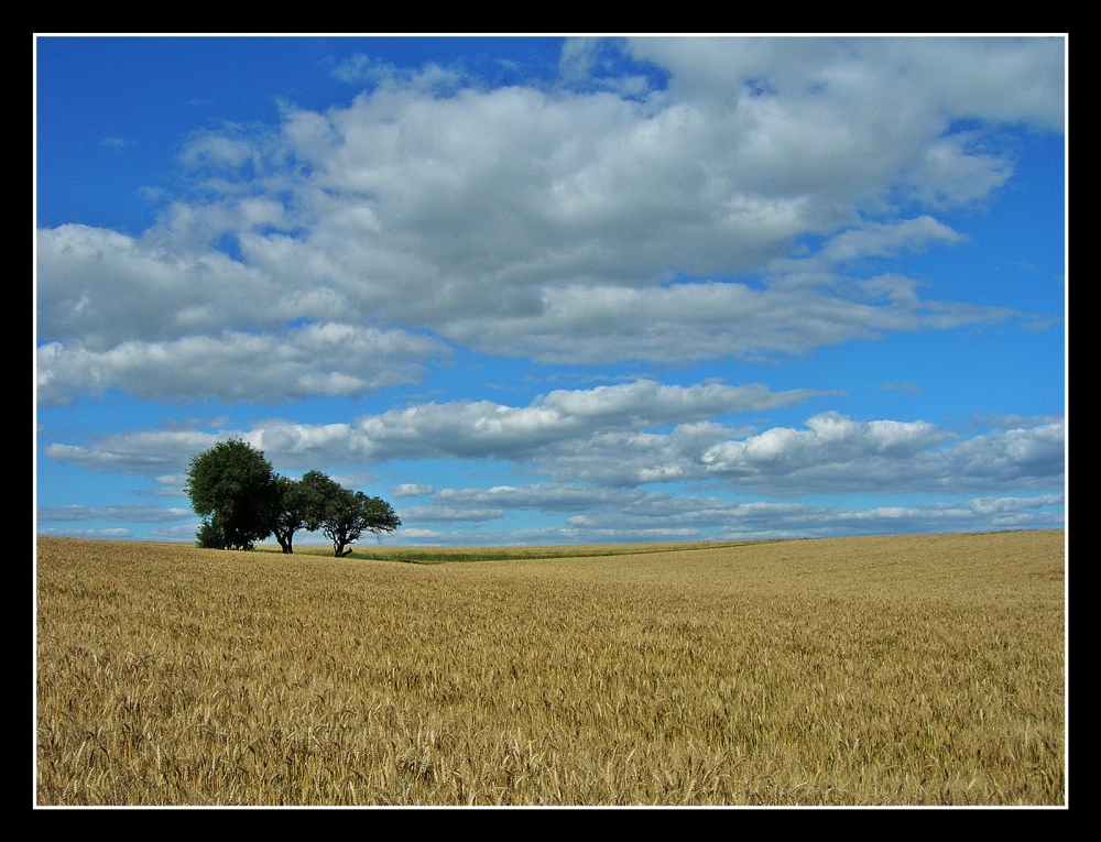 "Olor a campo" de Julio Strauch