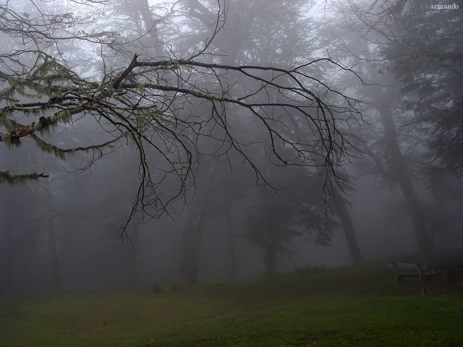 "Envuelto en la niebla" de Armando Kazimierski