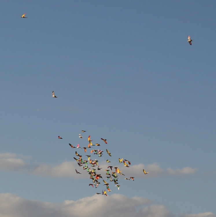 "Colores en el viento" de Alicia Calero Cervera