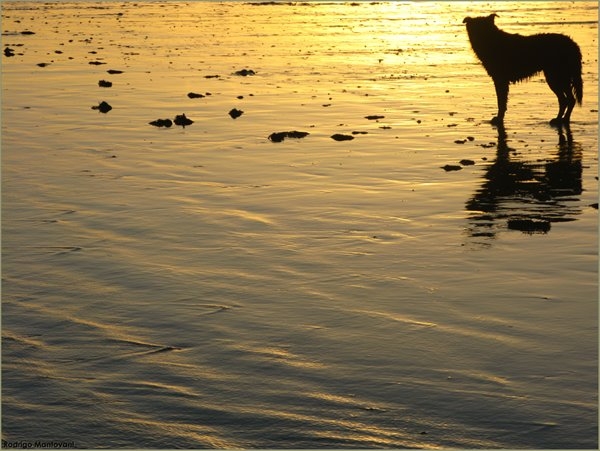 "Canino atardecer" de Rodrigo Mantovani