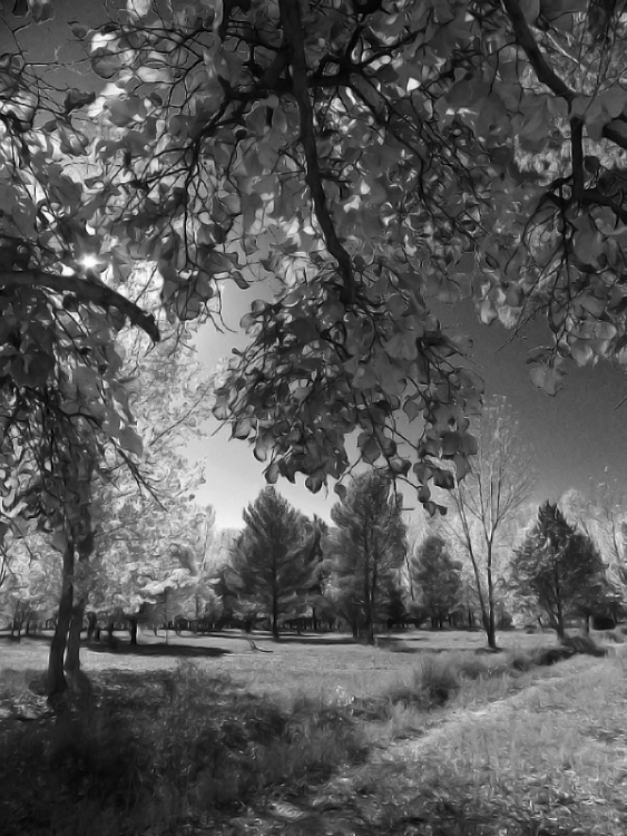 "Luces del parque" de Ricardo Cascio