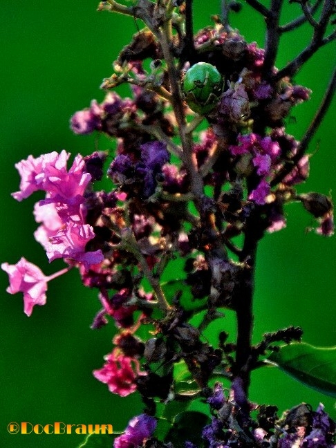 "flores de otoo" de Juan Jos Braun