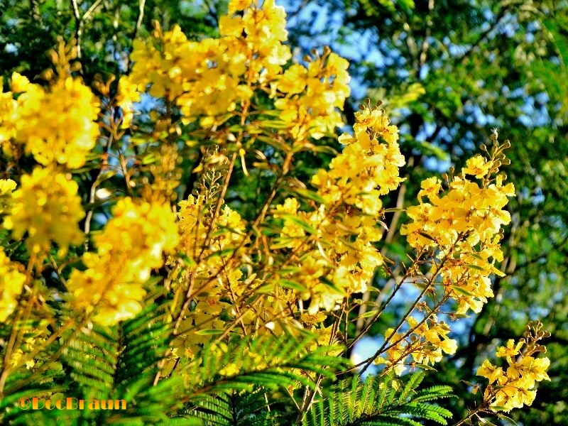 "flores de otoo II" de Juan Jos Braun