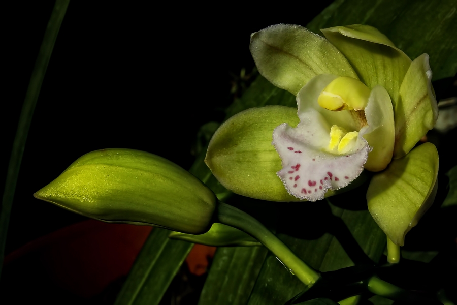 "la Orquidea" de Stella Maris Kippke