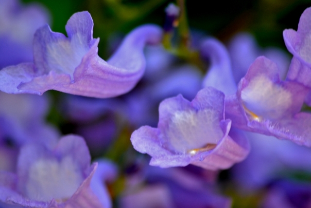 "Jacarand" de Hctor Rodrguez Cacheiro