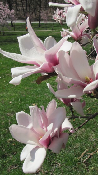 "Primavera al fin!" de Gloria Gil