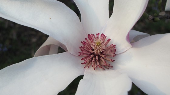 "Flor de Magnolia!" de Gloria Gil