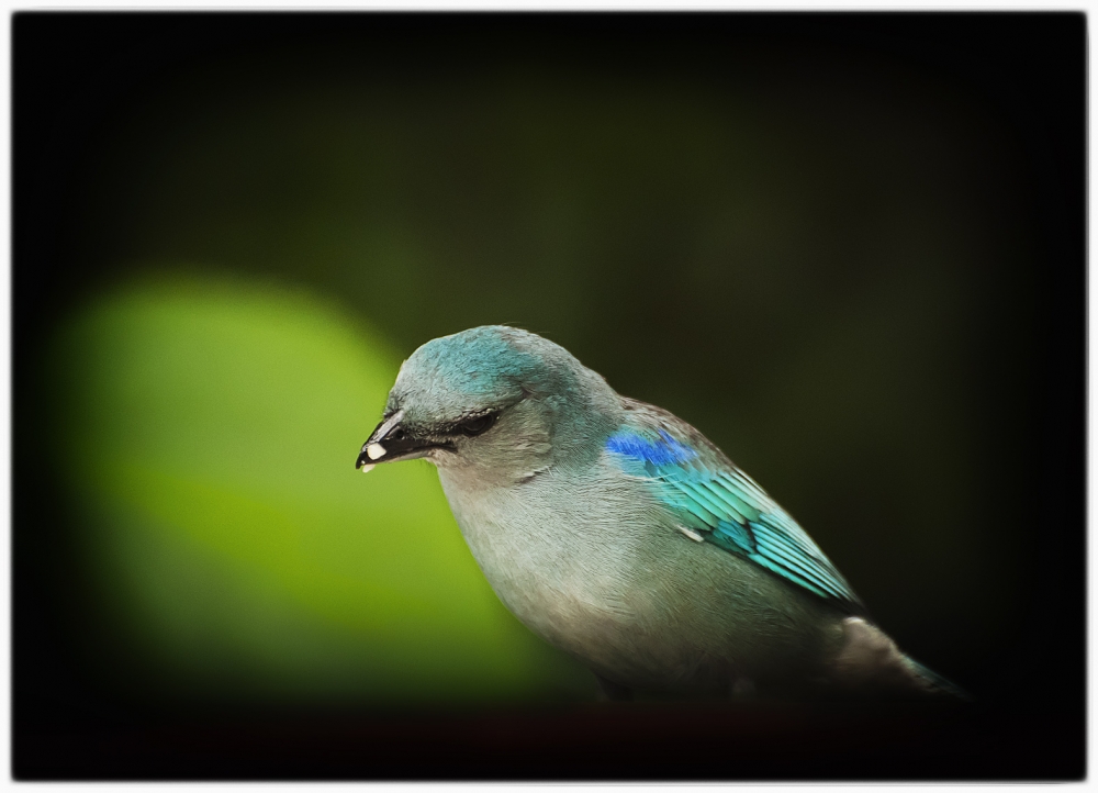 "pajarito carioca" de Jose Luis Anania