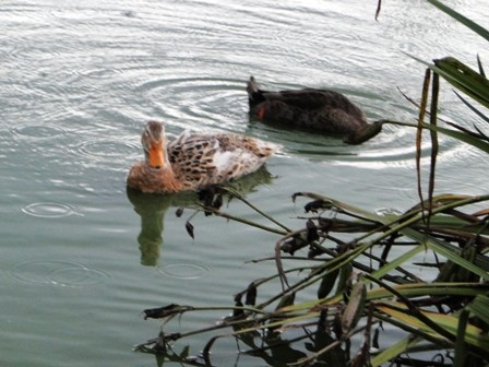 "patos" de Amparo Josefina Maggi