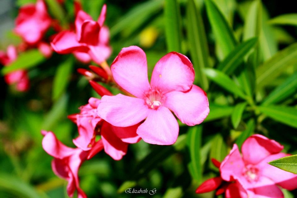 "flor rosada" de Elizabeth Guzman