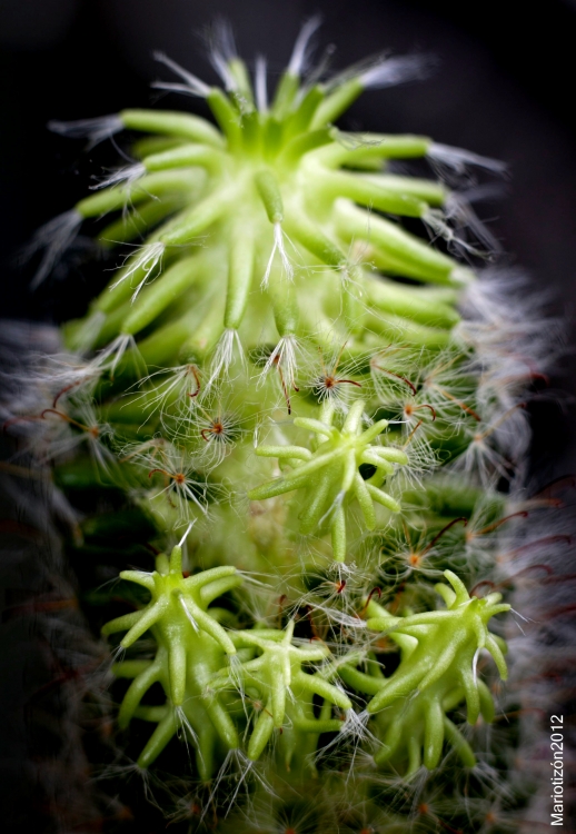 "Cactus II." de Mario Tizn