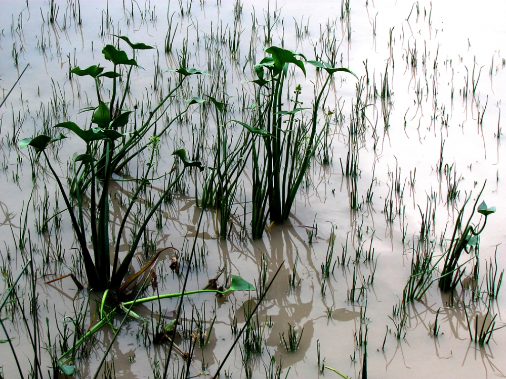 "Verde acutico" de Alberto Matteo