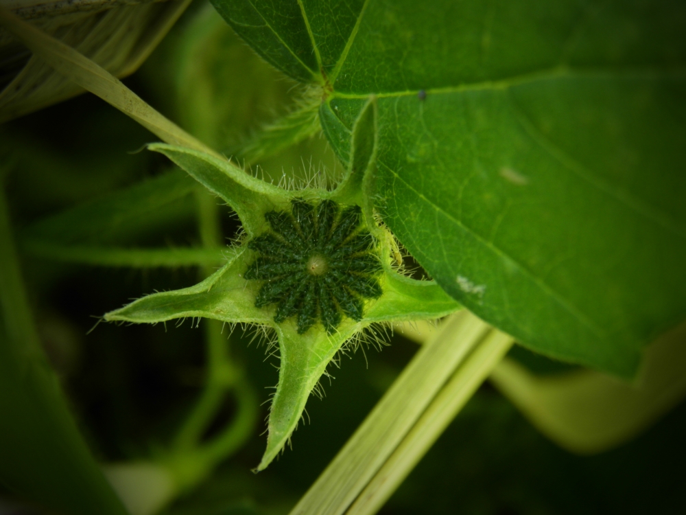 "Estrella vegetal!" de Virgi Rey Ripoll