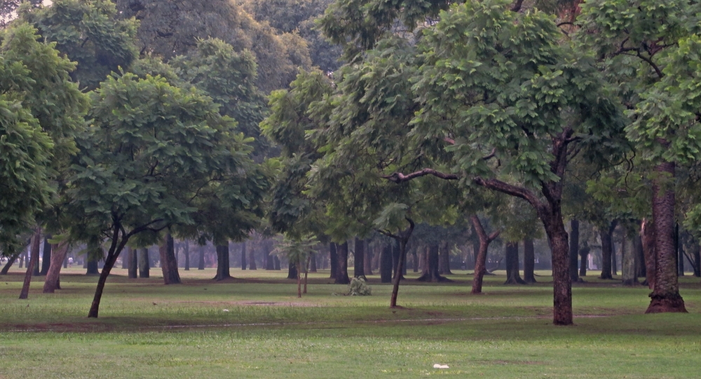 "bosque" de Sandra Patricia Tello