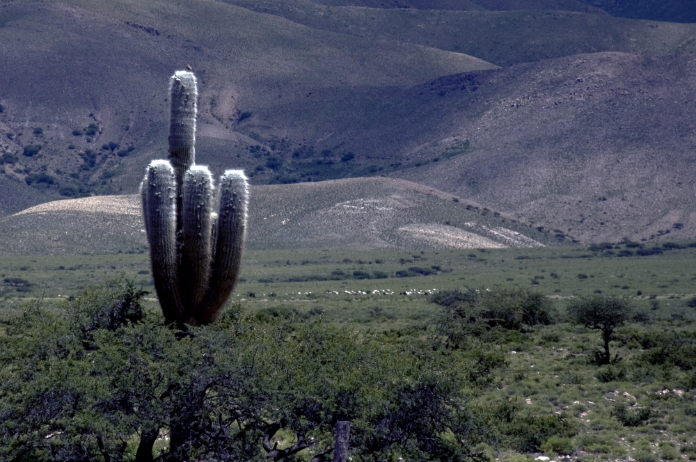 "Seales Gringas de la Puna" de Hernn Vega