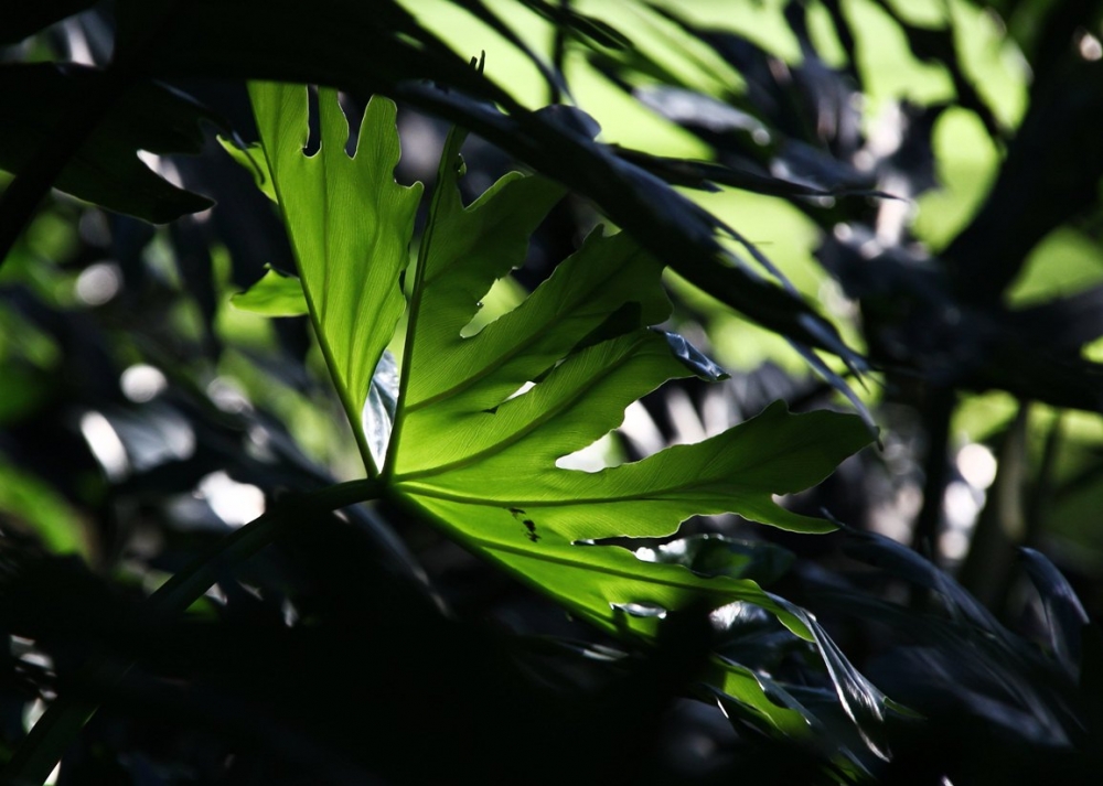 "verdes" de Noemi Gomez