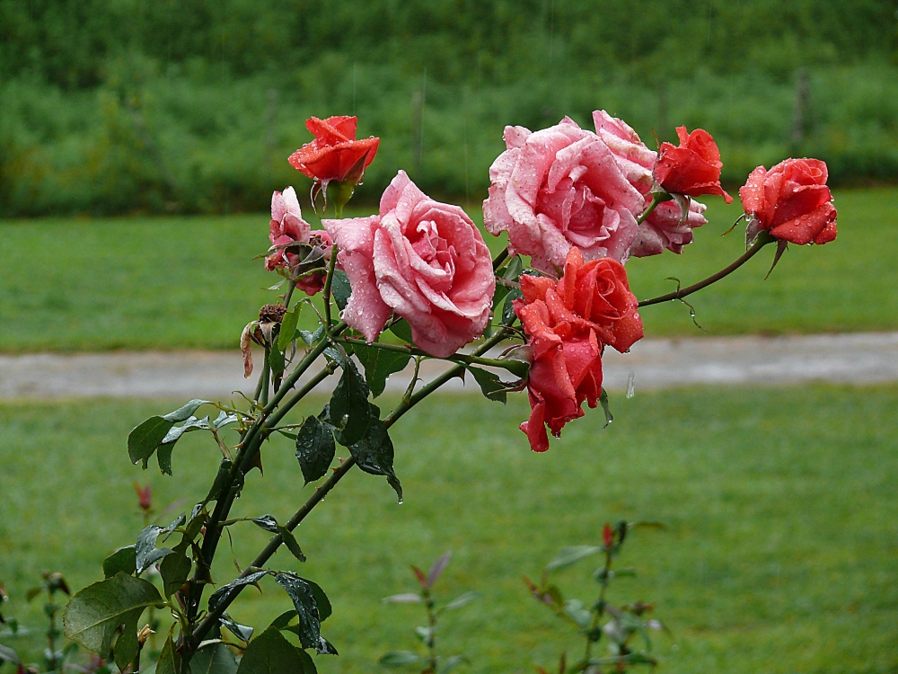 "Rosas rojas para una dama triste" de Juan Manuel Conti