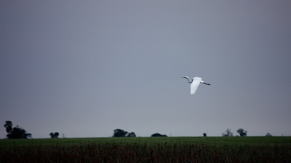 "El vuelo" de Alberto Jara