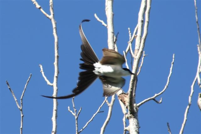 "En vuelo" de Abel Diaz