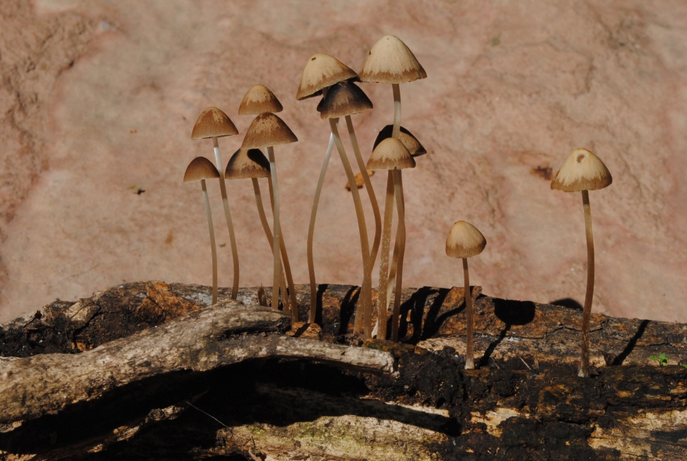 "Fungi" de Daniel Szawarski