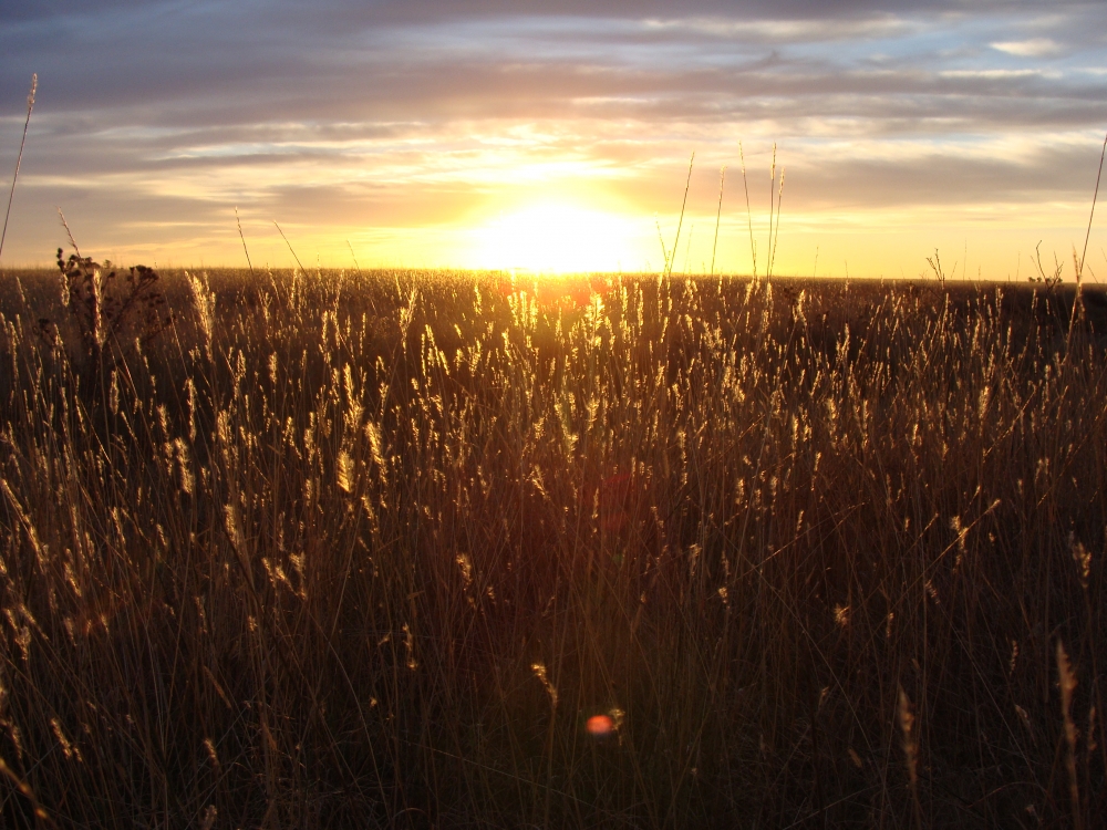 "ocaso en la pampa" de Nestor Baldacci