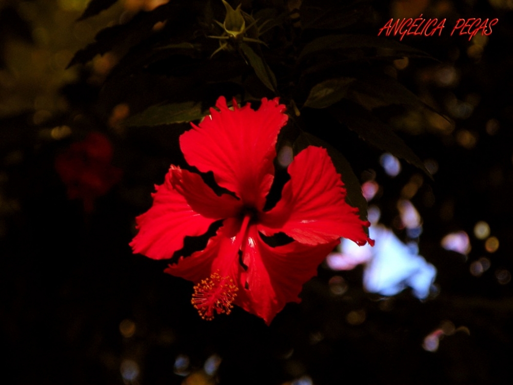 "ROJO!!! ... BUENA SEMANA AMIGOS.. BESOS.." de Anglica Pegas