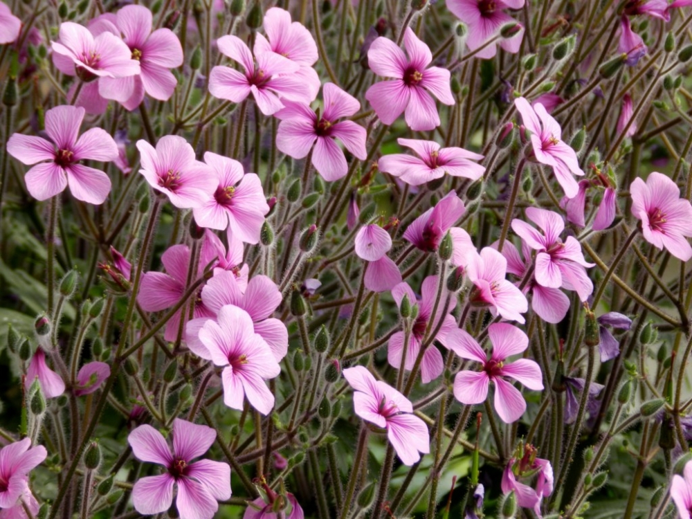 "bonitas flores" de Rosa Mara Olivn