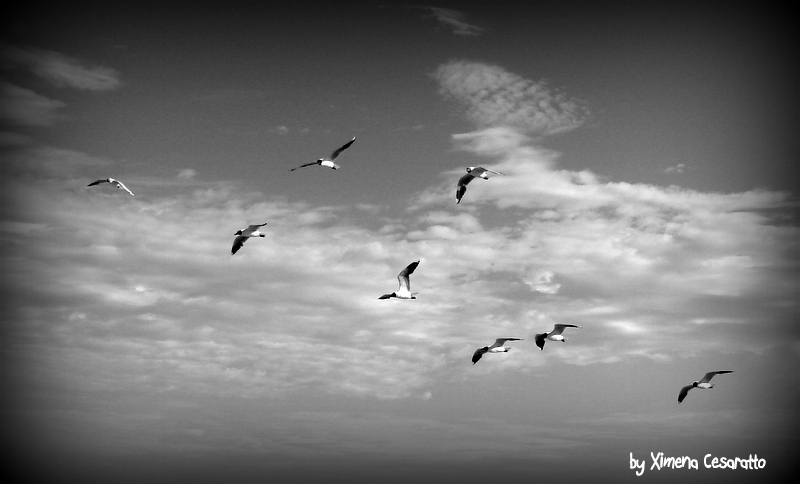 "en pleno vuelo..." de Xime Cesaratto Errea