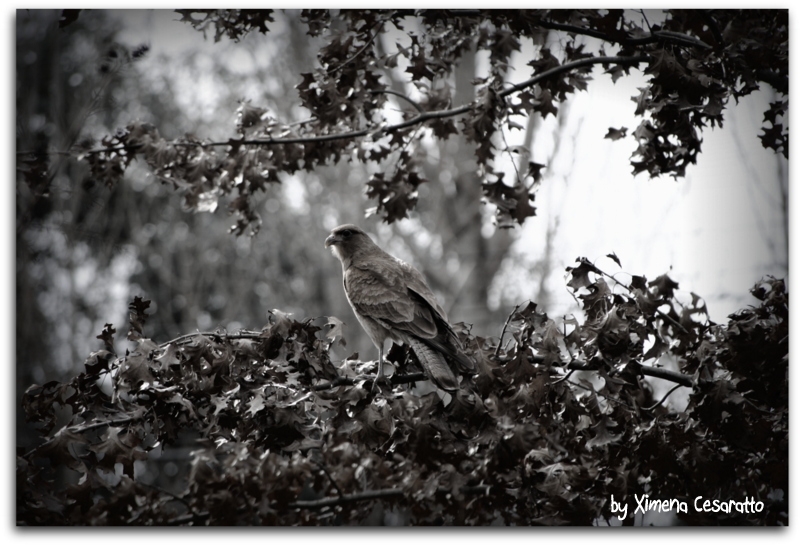 "observando..." de Xime Cesaratto Errea