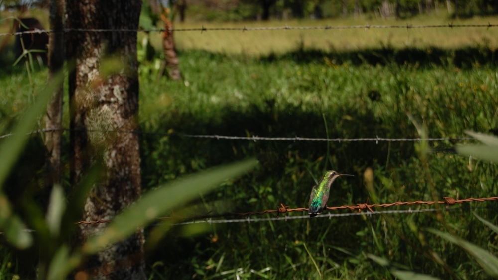 "Colibri...." de Romina Esponda