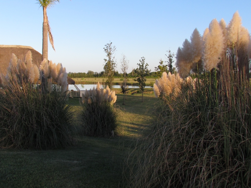 "CARRIZO DE LAS PAMPAS" de Hugo Zadunaisky