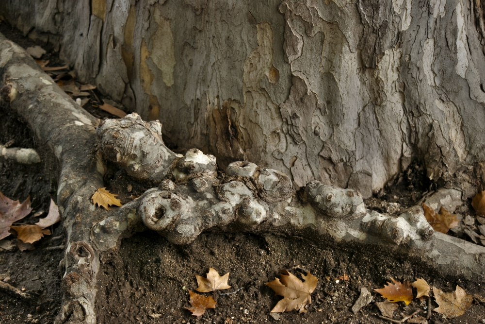 "RAICES" de Ana Maria Di Cola