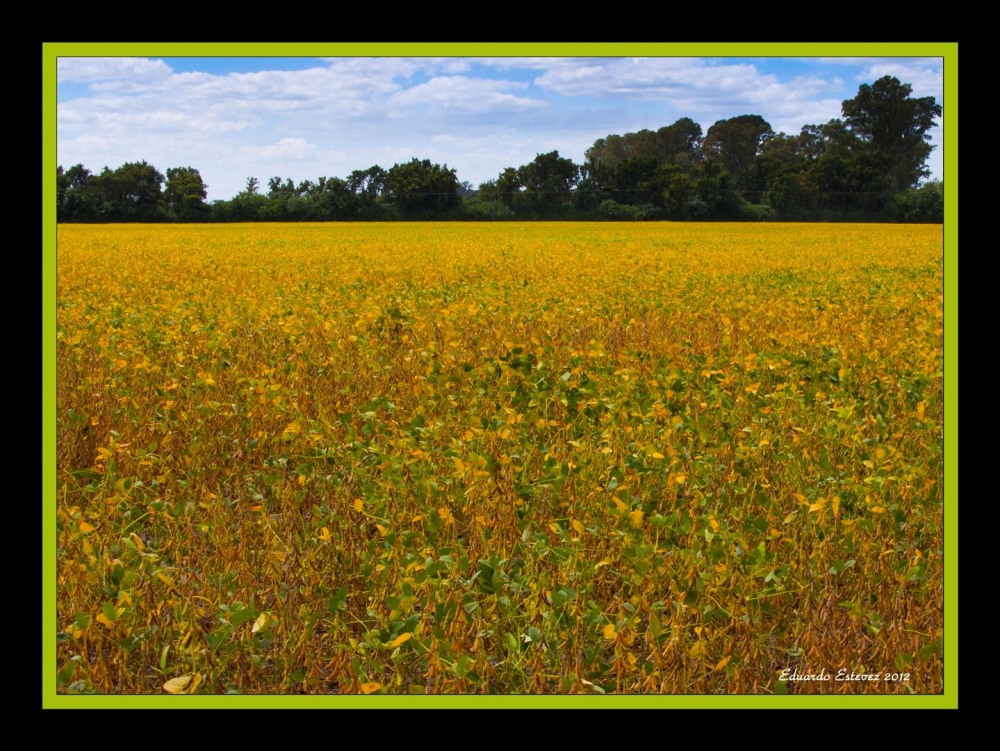 "Campo...." de Eduardo Estevez