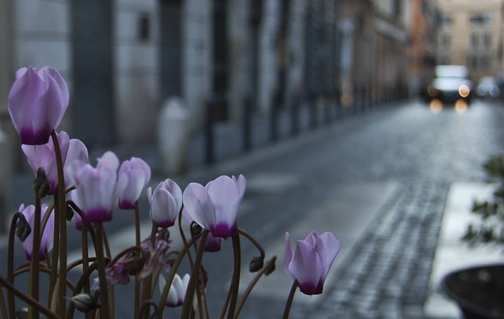 "Calle florida" de Enrique Handelsman