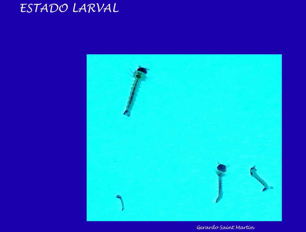 "Estado Larval" de Gerardo Saint Martn