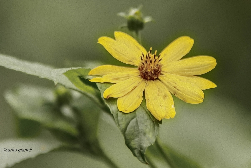 "Flor silvestre" de Carlos Gianoli