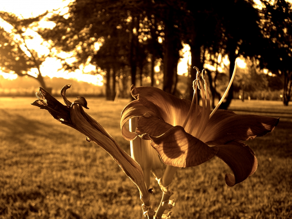 "Flor Antigua" de Emanuel Silvera