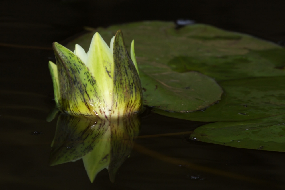 "a flor de agua" de Edith Polverini