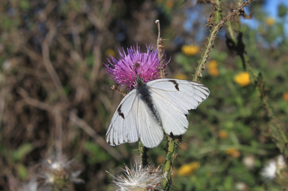 "Mariposa." de Roberto Velazquez