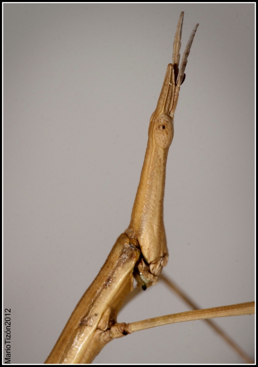 "Phasmatodea ( Hembra )" de Mario Tizn