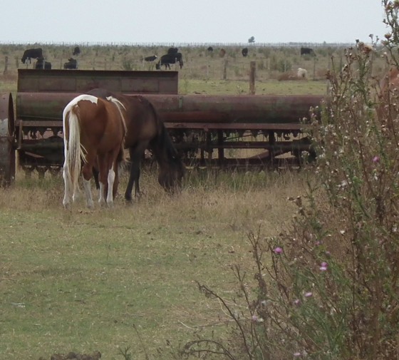 "imagen del campo argentino" de Rosie Kolacek