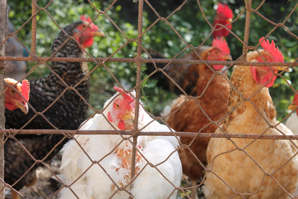 "Rebelin en el gallinero" de Cecilia Navarro