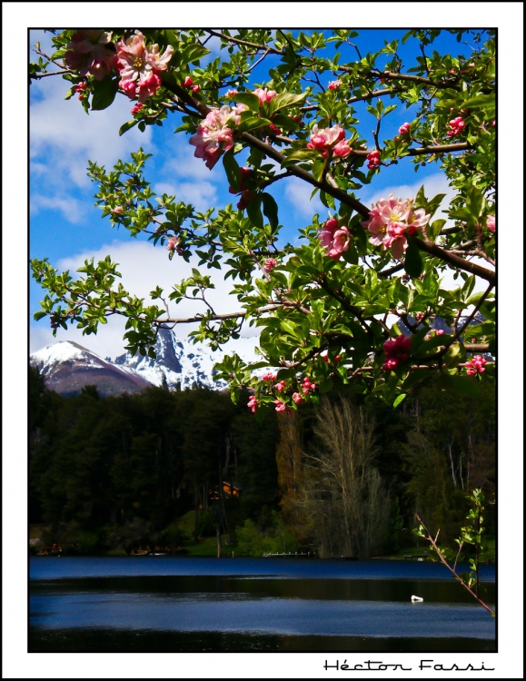 "Cerezo en flor" de Hctor Fassi