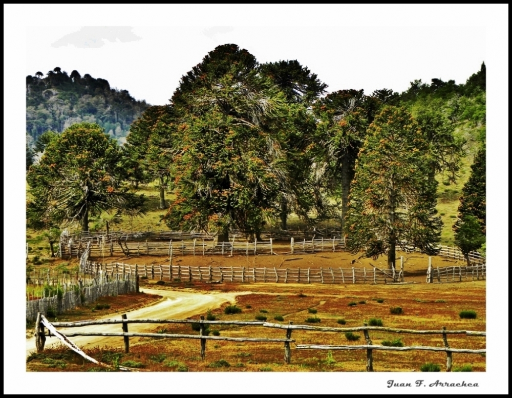 "corral de mapuche" de Juan Francisco Arrachea