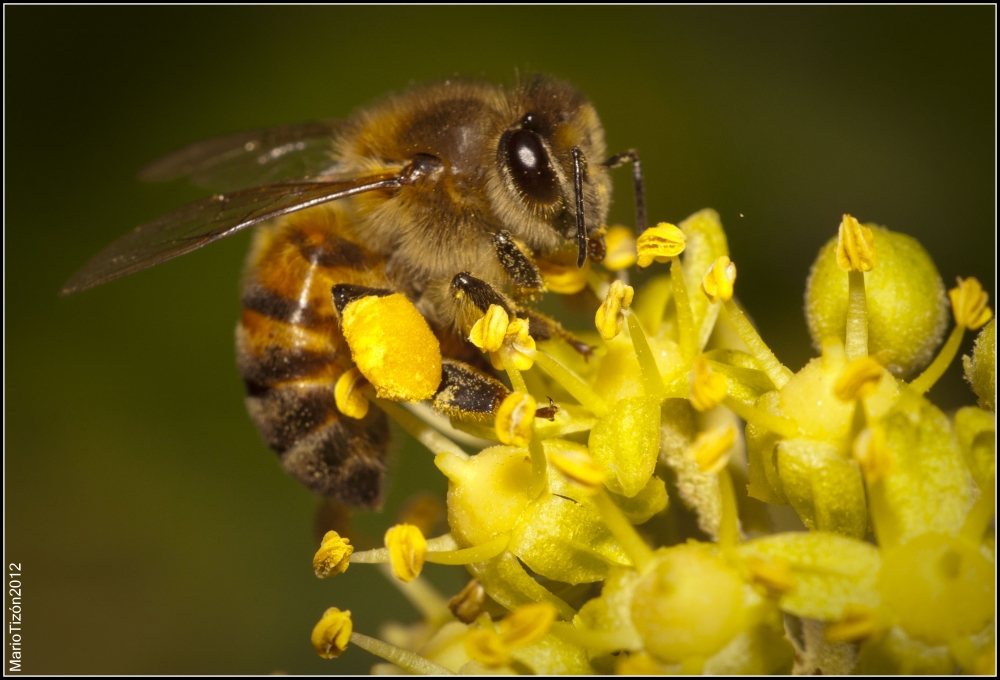 "Abeja obrera, recolectando polen." de Mario Tizn