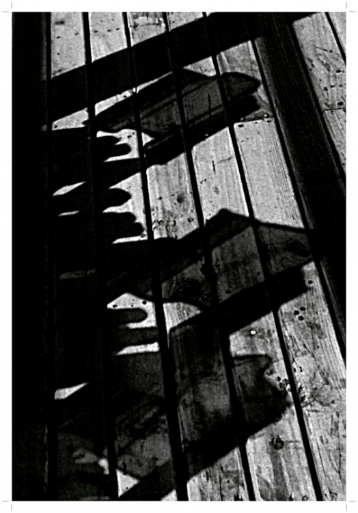 "Sombras transparentes..." de Claudio Nicastro