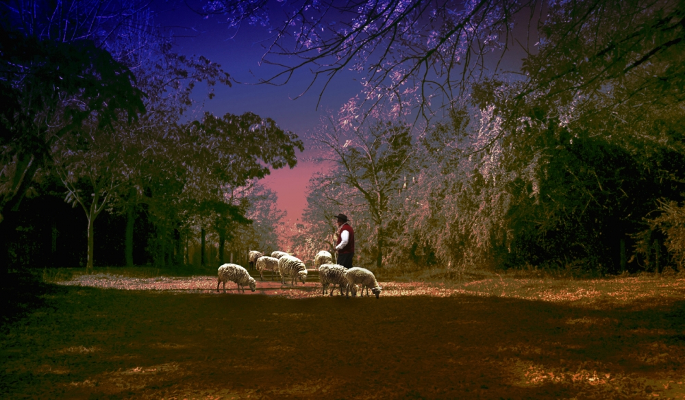 "El cuidador de ovejas" de Manuel Raul Pantin Rivero