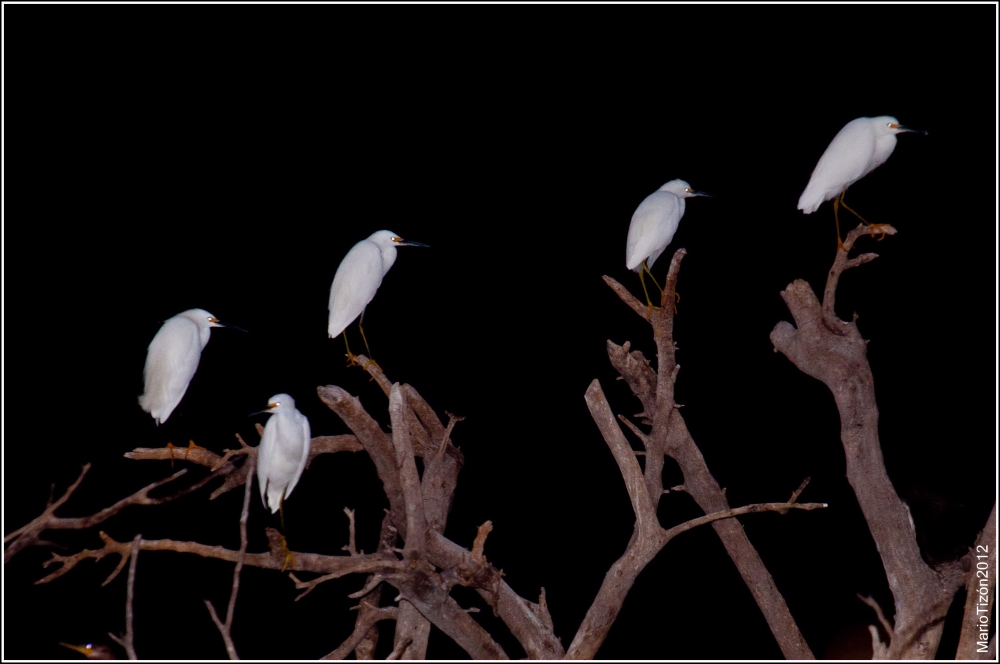 "Garzas Blancas. Cuando cae la noche." de Mario Tizn