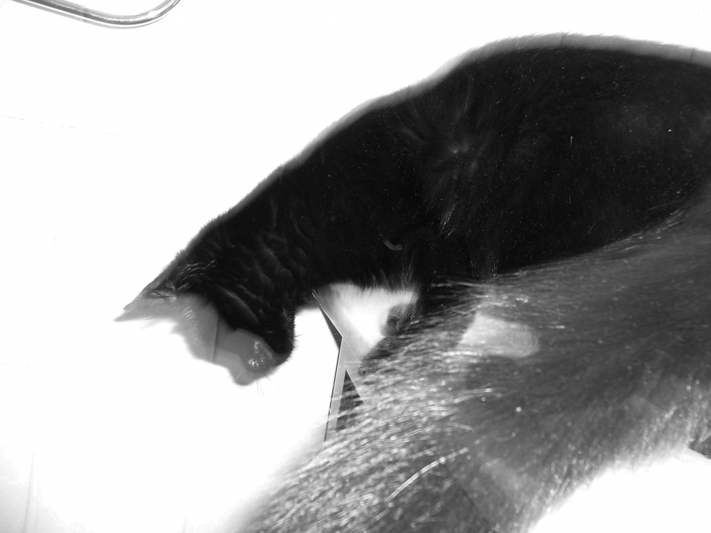 "gato negro 1" de Lucrecia Mara Pastrana R